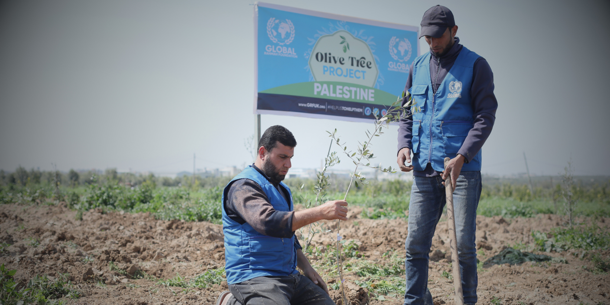 olive tree project in Palestine