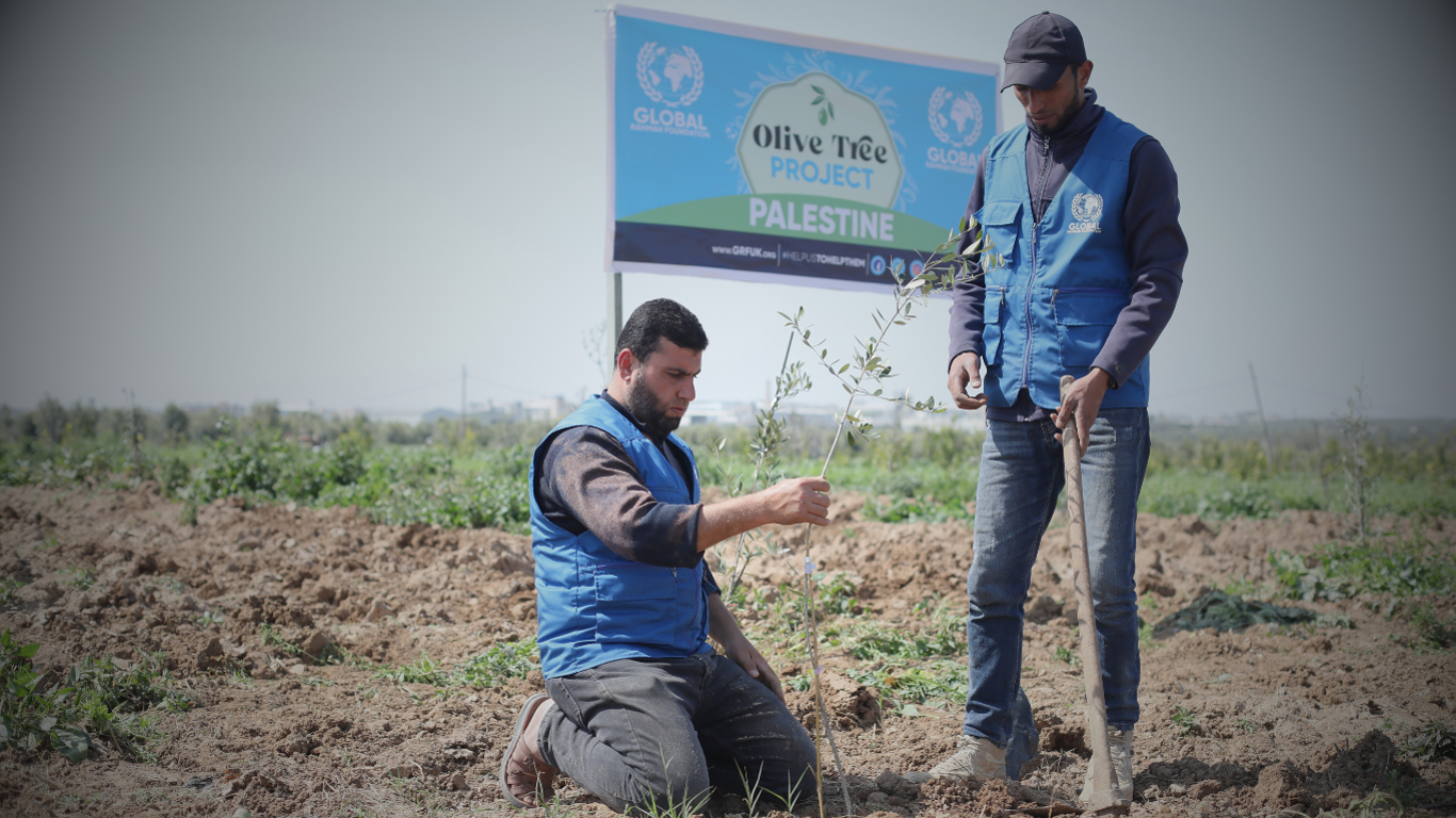 olive tree project in Palestine