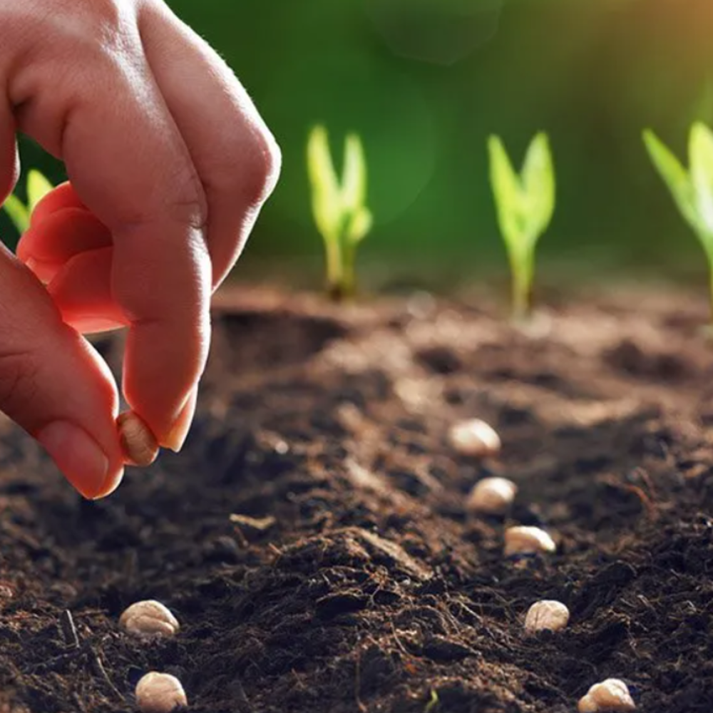 Farming tools and Seeds