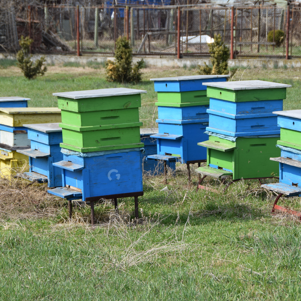 Honey Bee Farm