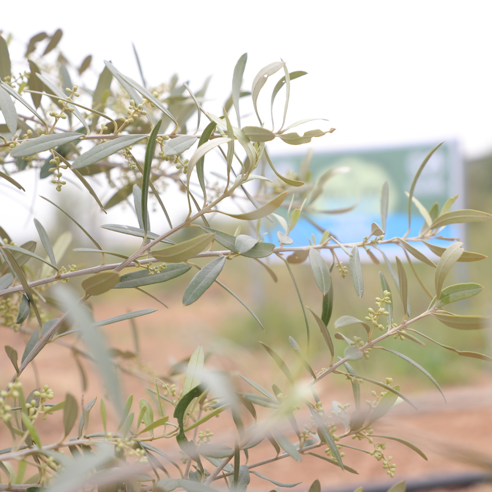 olive tree Gaza