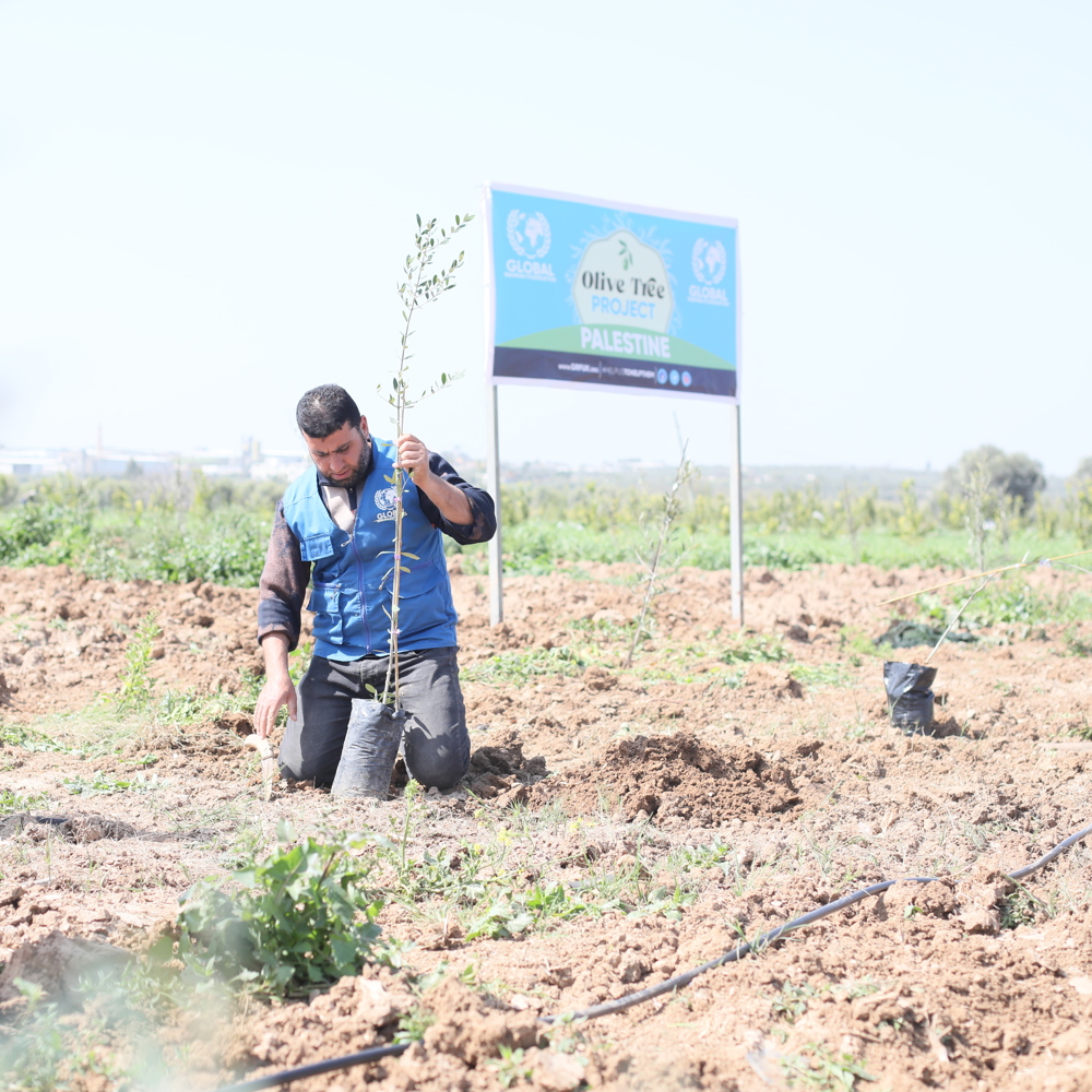 GRF planting olive tree Palestine