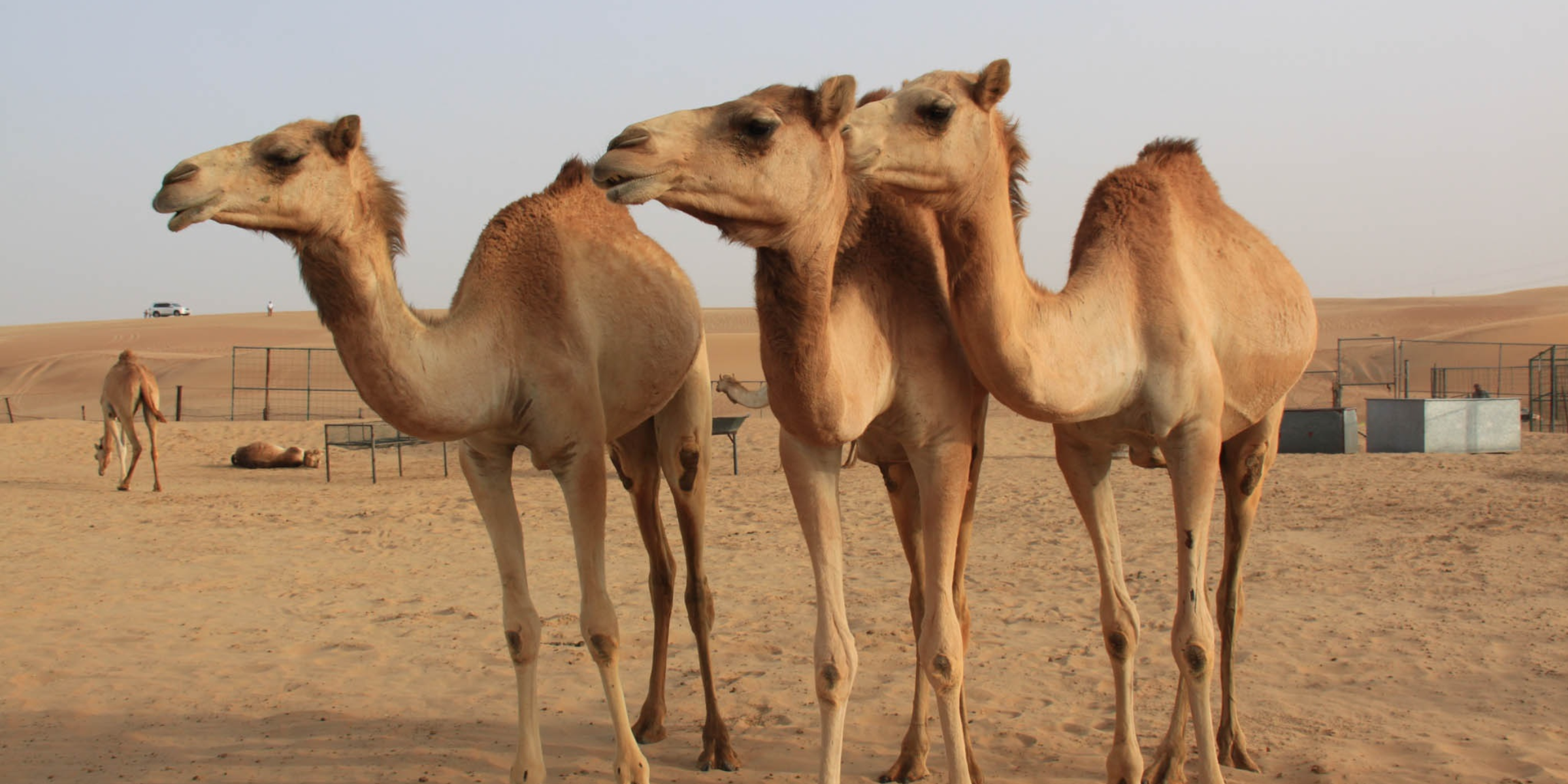 Donate Camel Qurbani in UK