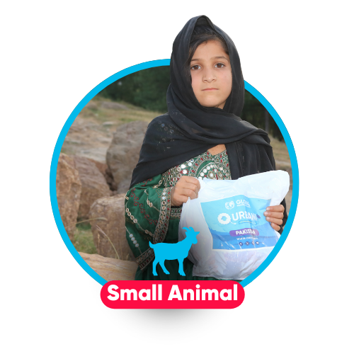 Small Animal
