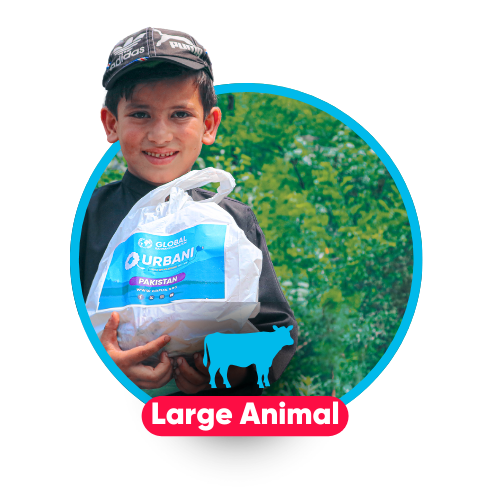Large Animal